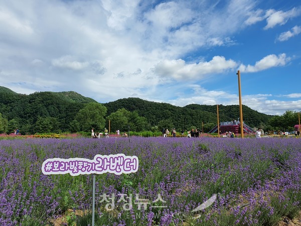 가평 자라섬 남도꽃정원 10만㎡ 부지에 5월과 6월에 개화하는 꽃양귀비와 수레국화, 비올라, 라벤더, 수국 등 봄꽃 10여 종 천만 송이가 활짝 피어 상춘객을 맞이하고 있다. 2022.6.6. 청정뉴스 현이석 기자.