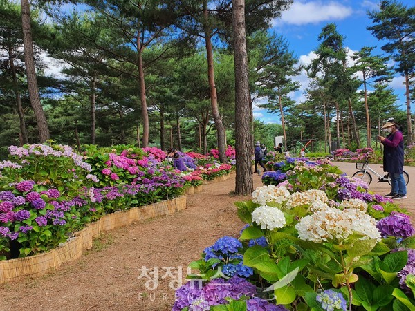 가평 자라섬 남도꽃정원 10만㎡ 부지에 5월과 6월에 개화하는 꽃양귀비와 수레국화, 비올라, 라벤더, 수국 등 봄꽃 10여 종 천만 송이가 활짝 피어 상춘객을 맞이하고 있다. 2022.6.6. 청정뉴스 현이석 기자.